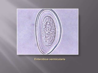 Few parasite eggs