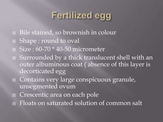 









Bile stained, so brownish in colour
Shape : round to oval
Size : 60-70 * 40-50 micrometer
Surrounded by a thick translucent shell with an
outer albuminous coat ( absence of this layer is
decorticated egg
Contains very large conspicuous granule,
unsegmented ovum
Crescentic area on each pole
Floats on saturated solution of common salt

 