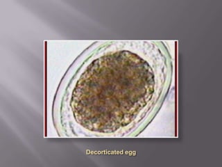 Few parasite eggs