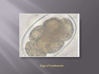 Few parasite eggs