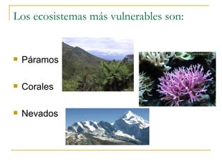 Los ecosistemas más vulnerables son: Páramos Corales Nevados 