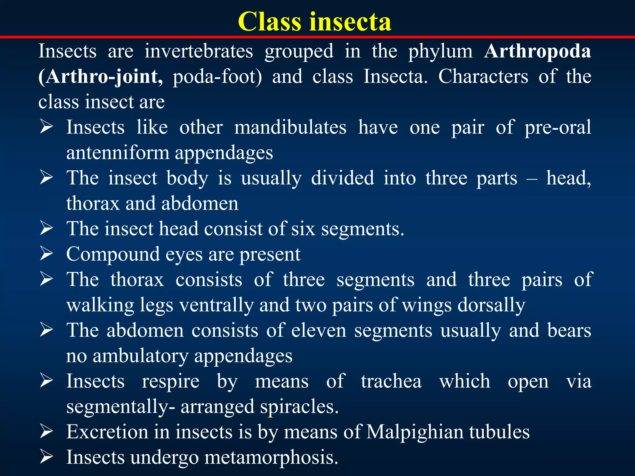 Class insecta
Insects are invertebrates grouped in the phylum Arthropoda
(Arthro-joint, poda-foot) and class Insecta. Characters of the
class insect are
 Insects like other mandibulates have one pair of pre-oral
antenniform appendages
 The insect body is usually divided into three parts – head,
thorax and abdomen
 The insect head consist of six segments.
 Compound eyes are present
 The thorax consists of three segments and three pairs of
walking legs ventrally and two pairs of wings dorsally
 The abdomen consists of eleven segments usually and bears
no ambulatory appendages
 Insects respire by means of trachea which open via
segmentally- arranged spiracles.
 Excretion in insects is by means of Malpighian tubules
 Insects undergo metamorphosis.
 