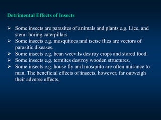 FEY Lec. 3 RKP_Importance of class insecta.ppt