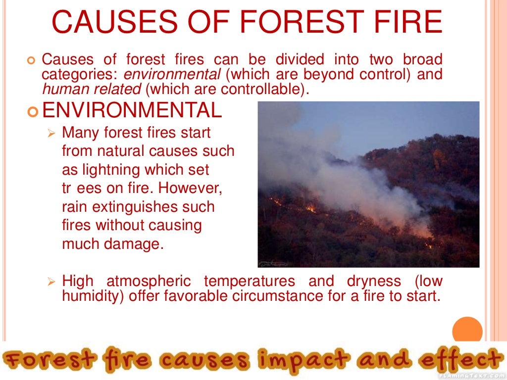 FOREST FIRE