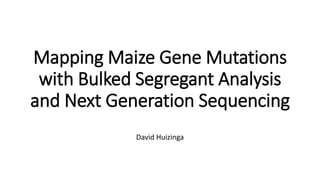 Mapping Maize Gene Mutations
with Bulked Segregant Analysis
and Next Generation Sequencing
David Huizinga
 