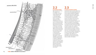 2.2                              2.3




                                                                                                                                              La retina
                                                             meccanISmI DI VISIone            la VISualIzzazIone Del VeDere
                                                             Ogni osservatore, di fronte      La percezione visiva ha sempre origine da un
                                                             ad un oggetto o ad               punto di vista. Non potendo abbracciare con
                                                             un’immagine, fa scorrere         ununico sguardo la globalità dell’oggetto,
                                                             il proprio sguardo lungo         la nostra percezione diviene significante
                                                             i contorni delle forme           solo quando le apparenze visibili vengono
                                                             e i profili degli oggetti        correlate all’inapparente, all’invisibile
                                                             presenti nel suo campo           e a tutta quella parte sensorialmente
                                                             visivo. Le immagini              assente. Se ne deduce che la percezione
                                                             raggiungono la retina,           visiva del mondo è per principio una
                                                             ma solo la parte di esse che     conoscenza trascendentale. Nella parzialità
                                                             cade in corrispondenza della     degli scorci prospettici non percepiamo
                                                             fovea (una piccola porzione      un senso altrettanto parziale dell’oggetto,
                                                             della retina) può essere letta   ma a partire da quella minima parte visibile
                                                             nitidamente. Per ottenere        ricostruiamo tutto il resto, l’assente, senza
                                                             un’immagine precisa degli        il quale non avrebbe alcun significato
                                                             oggetti presenti nel campo       neanche l’apparente. Il senso è compiuto
                                                             visivo è quindi indispensabile   anche nel più piccolo dettaglio, se rimanda
                                                             per l’osservatore muovere        oltre da sé. “Il semplice guardare una cosa
                                                             continuamente gli occhi,         non ci permette di progredire. Ogni guardare
                                                             in modo da portare               si muta in considerare, ogni considerare
                                                             in corrispondenza della          in un riflettere, ogni riflettere in un
                                                             fovea le diverse parti           congiungere. Si può quindi dire che noi
                                                             degli oggetti. Un individuo      teorizziamo già in ogni sguardo attento
                                                             conferisce significato alle      rivolto al mondo” (J. W. Goethe).
                                                             immagini che raggiungono
                                                             la retina facendo ricorso
                                                             a operazioni mentali in parte
                                                             innate ed in parte dipendenti
                                                             dalla sua cultura e dalle sue
                                                             esperienze precedenti.
                                                             Infatti, secondo le teorie
                                                             formulate dagli psicologi
                                                             della Gestalt.




74 |   FF3300 | graFIca / PercezIone: Sinestesie olfattive
 