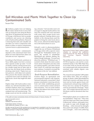 Soil Horizons p. 1 of 3
S. Fisk, public and science communications director, Soil Science Society of America, Madison, WI
doi:10.2136/sh2014-55-5-f
Open access.
Published in Soil Horizons (2014).
© Soil Science Society of America
5585 Guilford Rd., Madison, WI 53711 USA.
All rights reserved. No part of this periodical may be reproduced or transmitted in any form or by any means,
electronic or mechanical, including photocopying, recording, or any information storage and retrieval system,
without permission in writing from the publisher.
In Indiana, poplar trees are helping
soils reduce nitrate levels in rivers. Red
oaks are doing the same along the Missis-
sippi River. In abandoned gas station lots
in Chicago, wild flowers such as purple
coneflower and yarrow are cleaning
soils of hydrocarbon pollution. Research
is showing that soils and valuable soil
microbes can work in conjunction with
plants to reduce or remove contaminants,
a process known as phytoremediation.
How plants remove contaminants
depends on the contaminant itself. Some
plants are more tolerant than others are,
and some are even “superstars.”
According to Paul Schwab, a professor at
Texas A&M, poplar trees have a tremen-
dous capacity to take up water. “A wall
of nitrates could be coming toward trees
[in a buffer strip], but on other side of
the tree line, the nitrate levels are below
drinking water levels.” Poplar trees are
fast growers, with deep root systems.
They process the nitrates naturally as
a nutrient source and can tolerate very
high levels—levels that might kill other
plants.
Poplars help with hydrocarbon reme-
diation, too. Schwab remembers that in
southern Indiana, there was a bottom-
less silo at the top of a hill filled with
residuals from coal manufacturing. “The
sludge oozed out into the wetland, creat-
ing a disaster.” Soil microbes need a lot
of oxygen to degrade hydrocarbons, but
since the wetland soils were saturated
with water, their oxygen levels were
greatly reduced. Cleanup efforts were
stalled, so the cleanup team used the
poplars to bring the water levels down.
This, in turn, allowed microbial degrada-
tion of the hydrocarbons to occur.
Schwab’s work in phytoremediation
caught the eye of Frances Whitehead,
a Chicago artist with a special vision.
Through her “Embedded Artist” pro-
gram, she wanted to rehabilitate
abandoned gas stations dotting the
urban Chicago landscape. “It wasn’t just
about the aesthetics,” Whitehead says. “I
wanted to think about the entire system.
I knew about what plants and soils could
do working together, and when I found
Paul, I knew we could find some big-pic-
ture solutions. I wanted to recreate the
soil column in the city” (see sidebar).
Dual-Purpose Remediation
Cristina Negri, an agronomist and
environmental engineer with Argonne
National Laboratory, researched a dual-
purpose remediation: removing solvents
from soil while establishing ground
cover to control surface erosion and facil-
itate restoration. “You can create resilient
systems that address more than one prob-
lem,” Negri says.
Agronomist Cristina Negri collects poplar
samples to measure the pollutants
removed from the soil. Photo by George
Joch, Courtesy Argonne National
Laboratory.
The problem site she was given was Area
317-319 at Argonne, a site used for a waste
treatment facility in the 1960s. Back then,
it was state of the art, but the end result
was contaminated soils and groundwater
enriched with volatile organic com-
pounds (VOCs).
The research team planted 1,000 poplar
and willow trees. They are among a
group of plants called phreatophytes,
which have extensive and deep root sys-
tems and are hardy against many soil
contaminants and growing conditions.
“Every tree was a ‘pump’ for the plume
used for groundwater discharge,” Negri
says. “Our models showed that areas of
the plume could be dewatered after four
years.”
“Phreatophyte plants are excellent tools
for remediation,” Negri says. “They natu-
rally have deep roots when water stressed.
Cottonwood, willows, and poplar trees
are ready to cope with drought and
flooding … when stressed for drought,
they push roots deeper. In 2005, there
was a drought … trees were yellowing
Soil Microbes and Plants Work Together to Clean Up
Contaminated Soils
Susan Fisk
Features
Published September 9, 2014
 