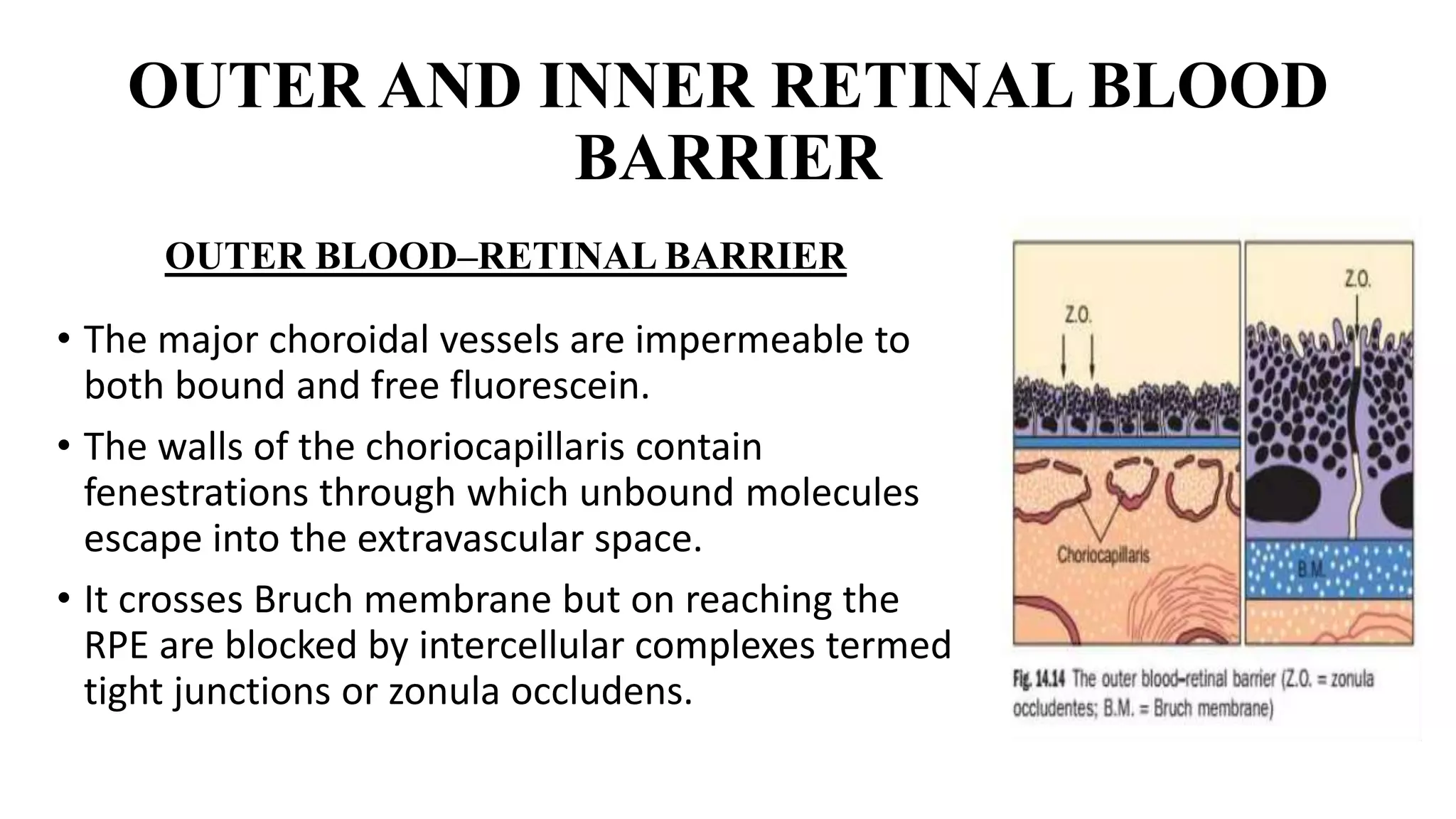 OUTER AND INNER RETINAL BLOOD
BARRIER
• The major choroidal vessels are impermeable to
both bound and free fluorescein.
• The walls of the choriocapillaris contain
fenestrations through which unbound molecules
escape into the extravascular space.
• It crosses Bruch membrane but on reaching the
RPE are blocked by intercellular complexes termed
tight junctions or zonula occludens.
OUTER BLOOD–RETINAL BARRIER
 