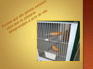 Escolas que são gaiolas existem para que os pássaros desaprendam a arte do vôo