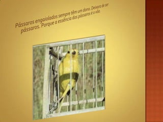 Pássaros engaiolados sempre têm um dono. Deixara de ser pássaros. Porque a essência dos pássaros é o vôo.