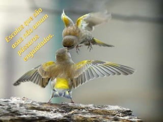 Escolas que são asas não amam pássaros engaiolados. 