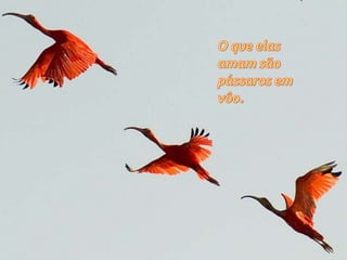 O que elas amam são pássaros em vôo.