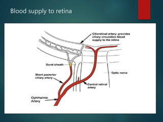 Blood supply to retina
 