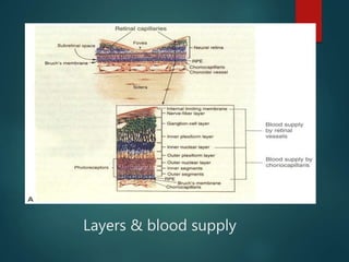 Layers & blood supply
 
