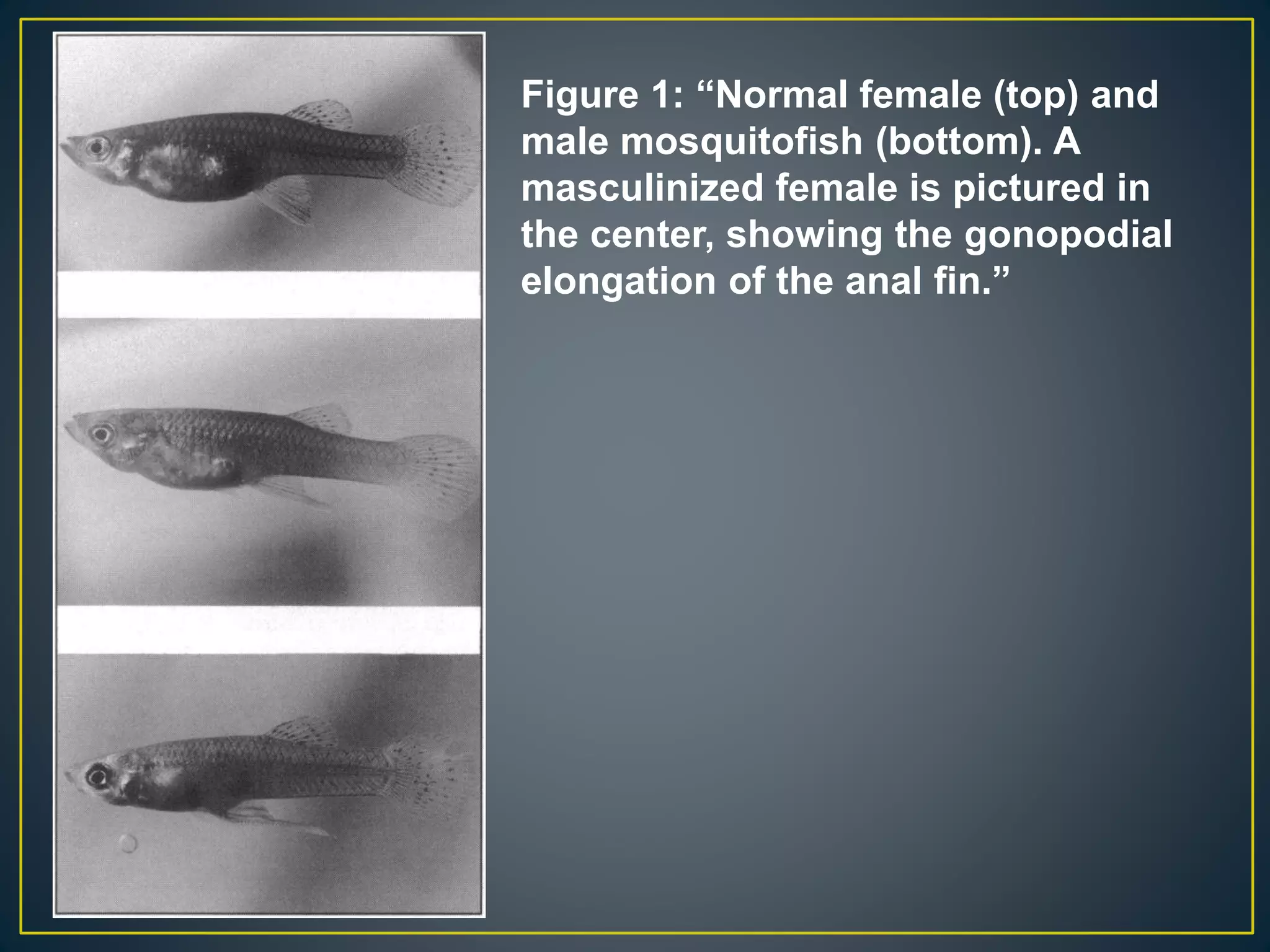 Figure 1: “Normal female (top) and
male mosquitofish (bottom). A
masculinized female is pictured in
the center, showing the gonopodial
elongation of the anal fin.”
 