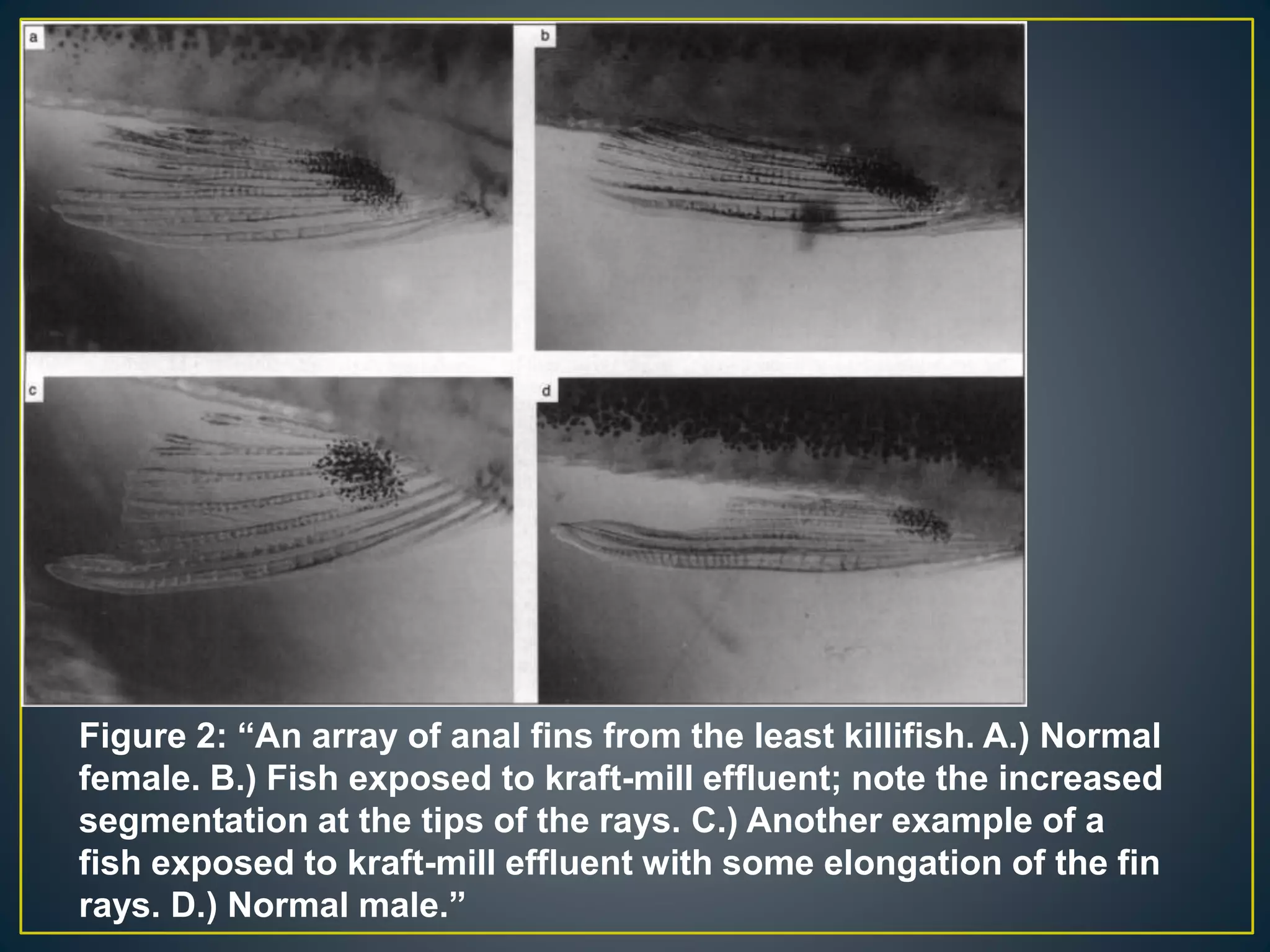 Figure 2: “An array of anal fins from the least killifish. A.) Normal
female. B.) Fish exposed to kraft-mill effluent; note the increased
segmentation at the tips of the rays. C.) Another example of a
fish exposed to kraft-mill effluent with some elongation of the fin
rays. D.) Normal male.”
 