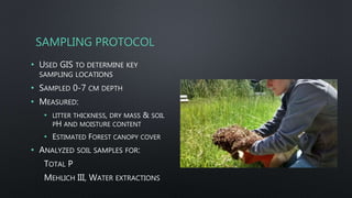 SAMPLING PROTOCOL
• USED GIS TO DETERMINE KEY
SAMPLING LOCATIONS
• SAMPLED 0-7 CM DEPTH
• MEASURED:
• LITTER THICKNESS, DRY MASS & SOIL
PH AND MOISTURE CONTENT
• ESTIMATED FOREST CANOPY COVER
• ANALYZED SOIL SAMPLES FOR:
TOTAL P
MEHLICH III, WATER EXTRACTIONS
 