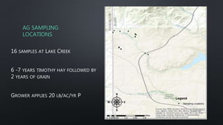 AG SAMPLING
LOCATIONS
16 SAMPLES AT LAKE CREEK
6 -7 YEARS TIMOTHY HAY FOLLOWED BY
2 YEARS OF GRAIN
GROWER APPLIES 20 LB/AC/YR P
 