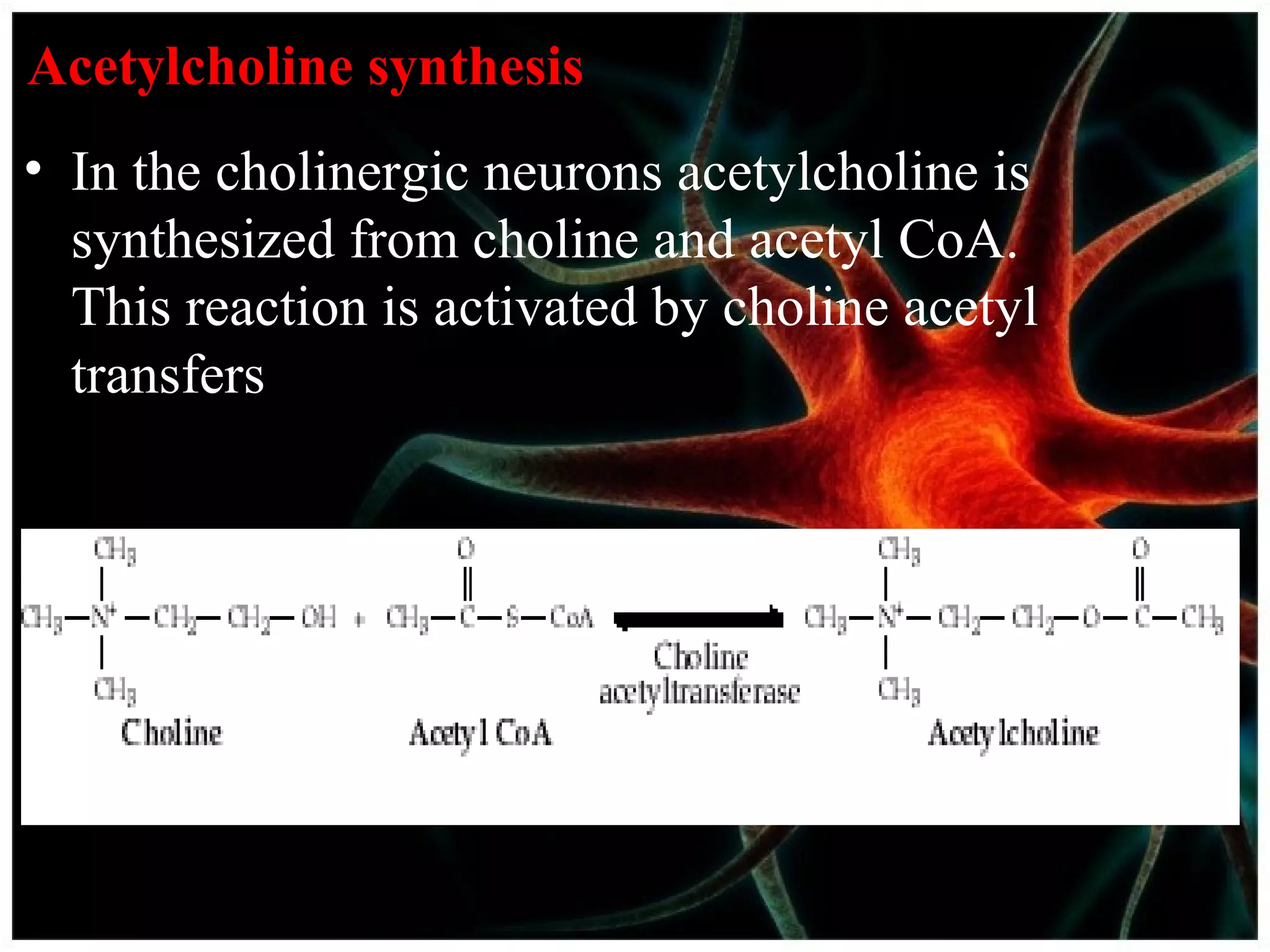 Acetylcholine synthesis
• In the cholinergic neurons acetylcholine is
synthesized from choline and acetyl CoA.
This reaction is activated by choline acetyl
transfers