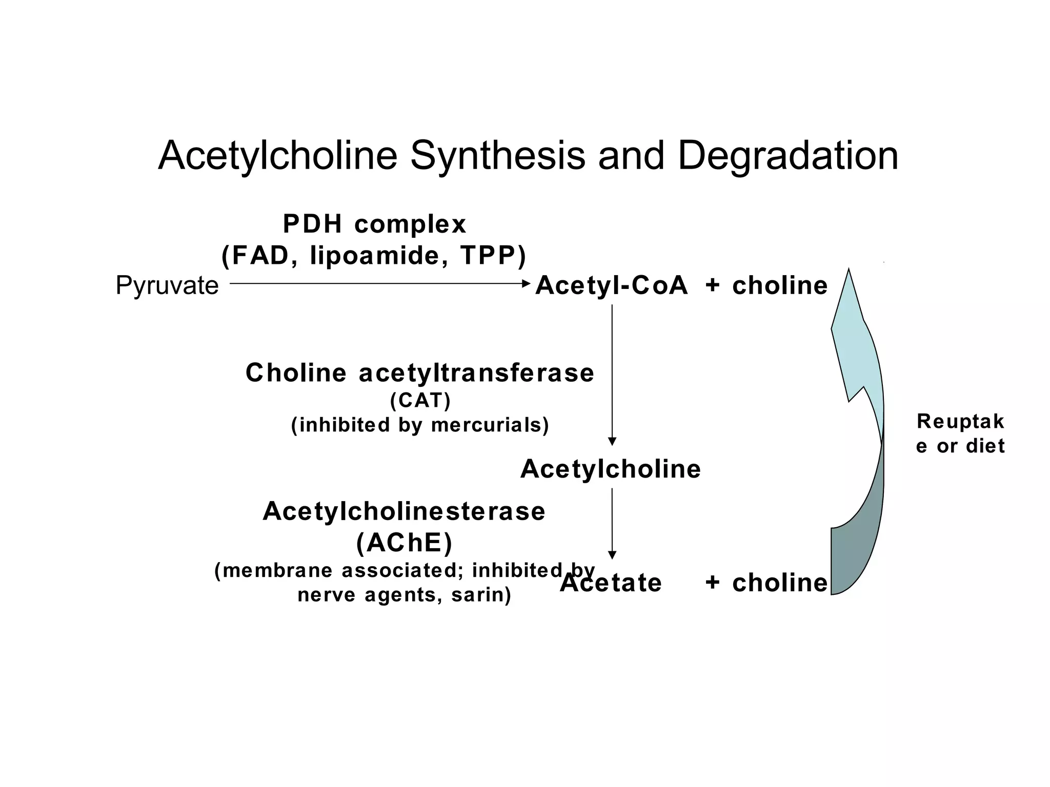 Acetylcholine Synthesis and Degradation
+ cholineAcetyl-CoAPyruvate
PDH complex
(FAD, lipoamide, TPP)
Choline acetyltransferase
(CAT)
(inhibited by mercurials)
Acetylcholine
Acetylcholinesterase
(AChE)
(membrane associated; inhibited by
nerve agents, sarin) Acetate + choline
Reuptak
e or diet