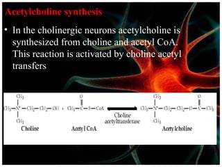 Acetylcholine synthesis
• In the cholinergic neurons acetylcholine is
synthesized from choline and acetyl CoA.
This reaction is activated by choline acetyl
transfers
 
