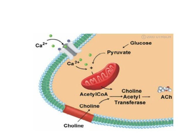 a description of the transmitter molecule derived from site of synthesis Nucleic acids are the main information-carrying molecules of the cell, and, by synthesis, they determine the inherited characteristics of every living thing and properties that allow them to serve as the transmitters of genetic information during normal cell metabolism, rna is constantly being made and broken down. a description of the transmitter molecule derived from site of synthesis Nucleic acids are the main information-carrying molecules of the cell, and, by synthesis, they determine the inherited characteristics of every living thing and properties that allow them to serve as the transmitters of genetic information during normal cell metabolism, rna is constantly being made and broken down.