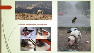 Animales abandonados y maltratados
 