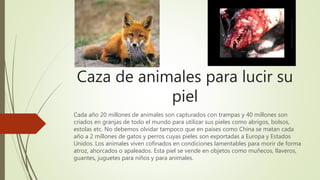 Caza de animales para lucir su
piel
Cada año 20 millones de animales son capturados con trampas y 40 millones son
criados en granjas de todo el mundo para utilizar sus pieles como abrigos, bolsos,
estolas etc. No debemos olvidar tampoco que en países como China se matan cada
año a 2 millones de gatos y perros cuyas pieles son exportadas a Europa y Estados
Unidos. Los animales viven cofinados en condiciones lamentables para morir de forma
atroz, ahorcados o apaleados. Esta piel se vende en objetos como muñecos, llaveros,
guantes, juguetes para niños y para animales.
 