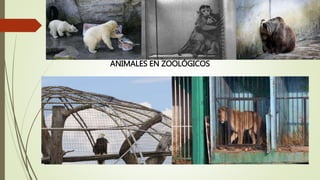 ANIMALES EN ZOOLÓGICOS
 