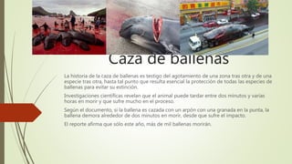 Caza de ballenas
La historia de la caza de ballenas es testigo del agotamiento de una zona tras otra y de una
especie tras otra, hasta tal punto que resulta esencial la protección de todas las especies de
ballenas para evitar su extinción.
Investigaciones científicas revelan que el animal puede tardar entre dos minutos y varias
horas en morir y que sufre mucho en el proceso.
Según el documento, si la ballena es cazada con un arpón con una granada en la punta, la
ballena demora alrededor de dos minutos en morir, desde que sufre el impacto.
El reporte afirma que sólo este año, más de mil ballenas morirán.
 
