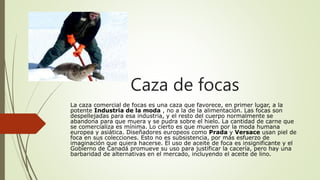 Caza de focas
La caza comercial de focas es una caza que favorece, en primer lugar, a la
potente Industria de la moda , no a la de la alimentación. Las focas son
despellejadas para esa industria, y el resto del cuerpo normalmente se
abandona para que muera y se pudra sobre el hielo. La cantidad de carne que
se comercializa es mínima. Lo cierto es que mueren por la moda humana
europea y asiática. Diseñadores europeos como Prada y Versace usan piel de
foca en sus colecciones. Esto no es subsistencia, por más esfuerzo de
imaginación que quiera hacerse. El uso de aceite de foca es insignificante y el
Gobierno de Canadá promueve su uso para justificar la cacería, pero hay una
barbaridad de alternativas en el mercado, incluyendo el aceite de lino.
 