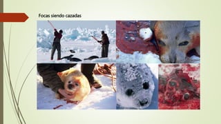 Focas siendo cazadas
 