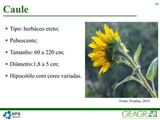  Tipo: herbáceo ereto;
 Pubescente;
 Tamanho: 60 a 220 cm;
 Diâmetro:1,8 a 5 cm;
 Hipocótilo com cores variadas.
Caule
10
Fonte: Pixabay, 2019.
 