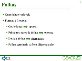  Quantidade variável;
 Formas e filotaxia:
 Cotilédones
 Primeiros pares de folhas
 Demais folhas
 Folhas terminais sofrem diferenciação.
Folhas
11
oposta;
alternadas;
oposta;
 