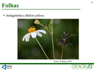  Antagonista a Bidens pilosa.
Folhas
13
Fonte: Pixabay, 2019.
 