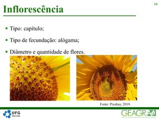  Tipo:
 Tipo de fecundação:
 Diâmetro e quantidade de flores.
Inflorescência
14
Fonte: Pixabay, 2019.
capítulo;
alógama;
 