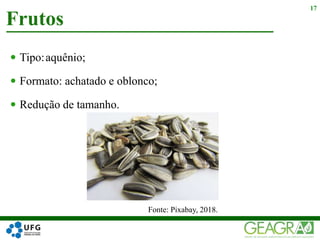  Tipo:
 Formato: achatado e oblonco;
 Redução de tamanho.
Frutos
17
Fonte: Pixabay, 2018.
 aquênio;
 