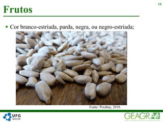  Cor branco-estriada, parda, negra, ou negro-estriada;
Frutos
18
Fonte: Pixabay, 2018.
 
