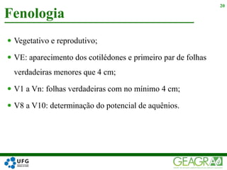  Vegetativo e reprodutivo;
 VE: aparecimento dos cotilédones e primeiro par de folhas
verdadeiras menores que 4 cm;
 V1 a Vn: folhas verdadeiras com no mínimo 4 cm;
 V8 a V10: determinação do potencial de aquênios.
Fenologia
20
 