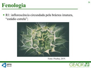  R1: inflorescência circundada pela bráctea imatura,
“estádio estrela”;
Fenologia
21
Fonte: Pixabay, 2019.
 
