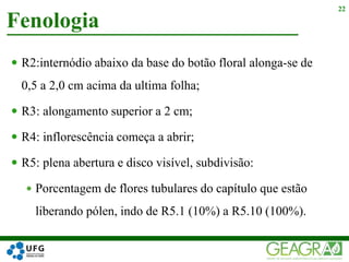  R2:internódio abaixo da base do botão floral alonga-se de
0,5 a 2,0 cm acima da ultima folha;
 R3: alongamento superior a 2 cm;
 R4: inflorescência começa a abrir;
 R5: plena abertura e disco visível, subdivisão:
 Porcentagem de flores tubulares do capítulo que estão
liberando pólen, indo de R5.1 (10%) a R5.10 (100%).
Fenologia
22
 