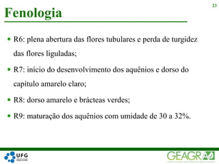  R6: plena abertura das flores tubulares e perda de turgidez
das flores liguladas;
 R7: início do desenvolvimento dos aquênios e dorso do
capítulo amarelo claro;
 R8: dorso amarelo e brácteas verdes;
 R9: maturação dos aquênios com umidade de 30 a 32%.
Fenologia
23
 