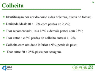  Identificação por cor do dorso e das brácteas, queda de folhas;
 Umidade ideal:
 Teor recomendado: 14 a 16% e demais partes com 25%;
 Teor entre 6 e 8% perdas de colheita entre 8 e 12%;
 Colheita com umidade inferior a 9%, perda de peso;
 Teor entre 20 e 25% passa por secagem.
Colheita
24
10 a 12% com perdas de 2,7%;
 