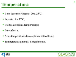  Bom desenvolvimento: 20 a 25ºC;
 Suporta: 8 a 35ºC;
 Efeitos de baixas temperaturas;
 Emergência;
 Altas temperaturas/formação do botão floral;
 Temperaturas amenas/ florescimento.
Temperatura
28
 