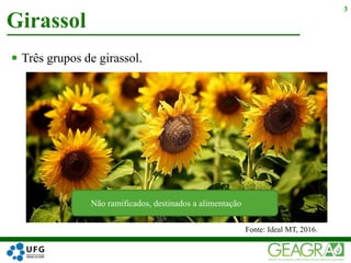  Três grupos de girassol.
Girassol
3
Fonte: Ideal MT, 2016.
Não ramificados, destinados a alimentação
 