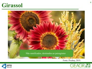 Girassol
4
Fonte: Pixabay, 2019.
Não ramificados, destinados ao paisagismo
 