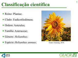  Reino:
 Clado:
 Ordem:
 Família:
 Gênero:
 Espécie:
Classificação científica
5
Fonte: Fetaemg, 2018.
Plantae;
Eudicotiledóneas;
 Asterales;
 Asteraceae;
 Helianthus;
 Helianthus annuus;
 