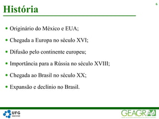  Originário do México e EUA;
 Chegada a Europa no século XVI;
 Difusão pelo continente europeu;
 Importância para a Rússia no século XVIII;
 Chegada ao Brasil no século XX;
 Expansão e declínio no Brasil.
História
6
 
