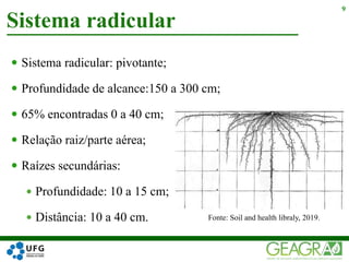  Sistema radicular:
 Profundidade de alcance:150 a 300 cm;
 65% encontradas 0 a 40 cm;
 Relação raiz/parte aérea;
 Raízes secundárias:
 Profundidade: 10 a 15 cm;
 Distância: 10 a 40 cm.
Sistema radicular
9
Fonte: Soil and health libraly, 2019.
 pivotante;
 