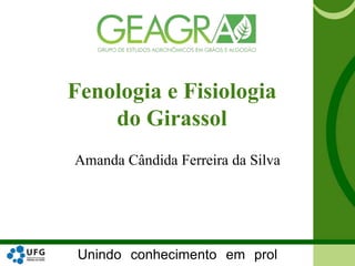 Unindo conhecimento em prol
Fenologia e Fisiologia
do Girassol
Amanda Cândida Ferreira da Silva
 